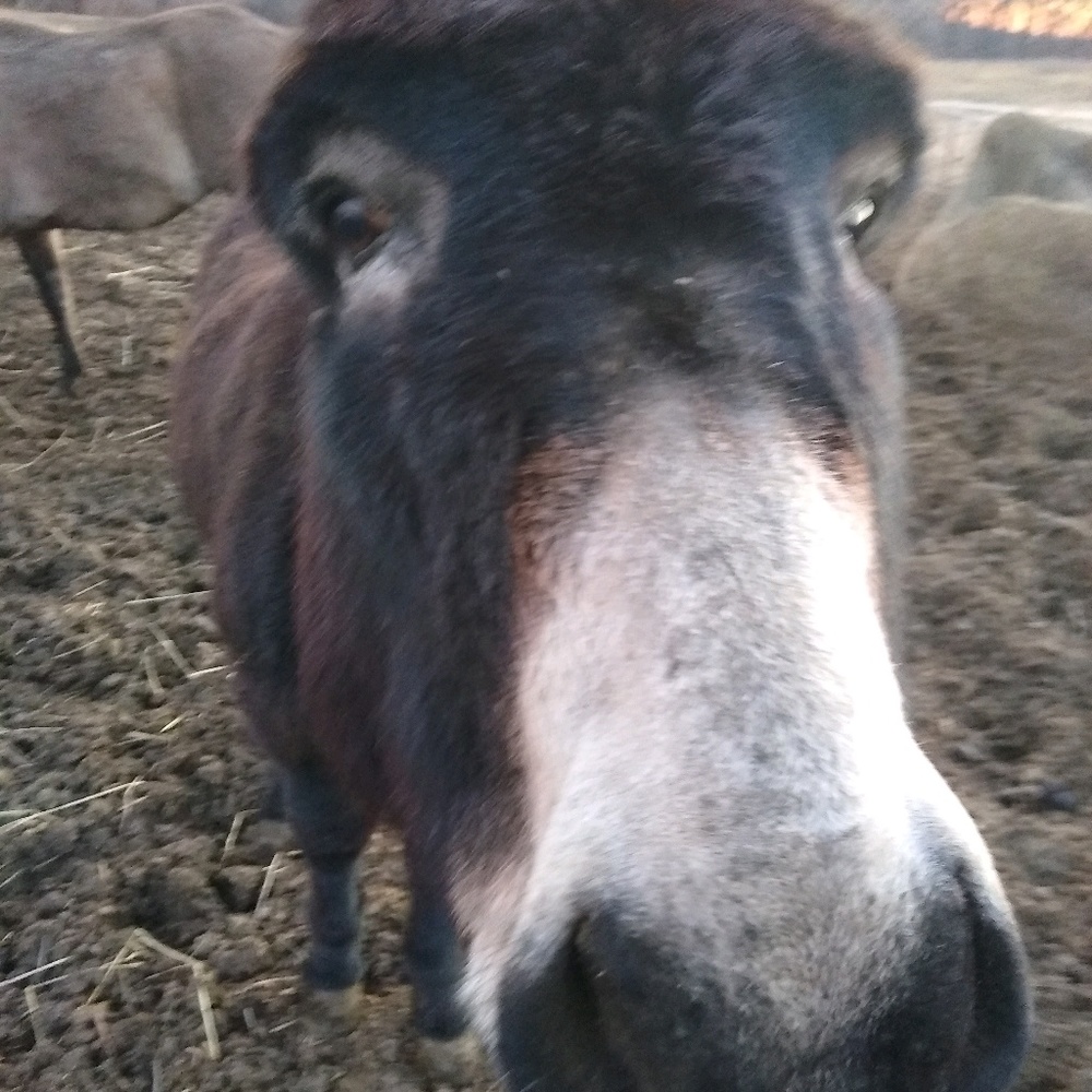 Meet your Posher, Katie